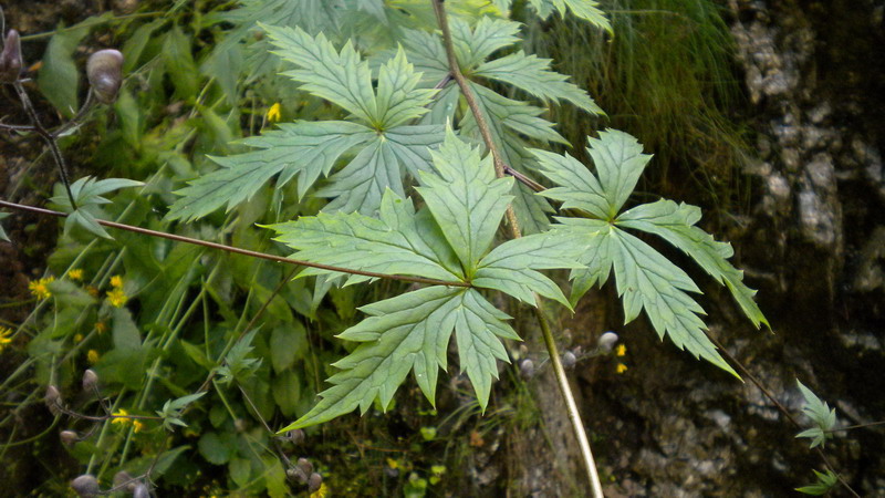 Aconitum degenii / Aconito di Degen